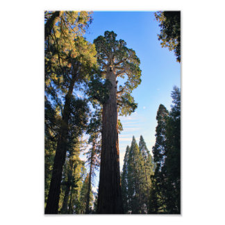 Kings Canyon National Park Photo Print