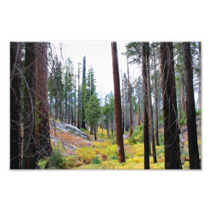 Kings Canyon National Park Photo Print