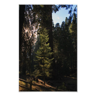 Kings Canyon National Park Photo Print