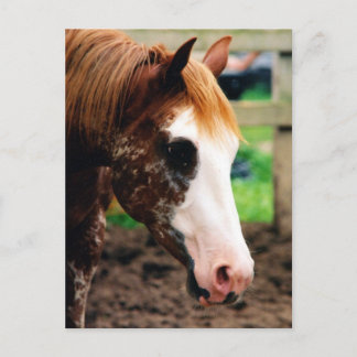 Kings Fancy Girl Postcard