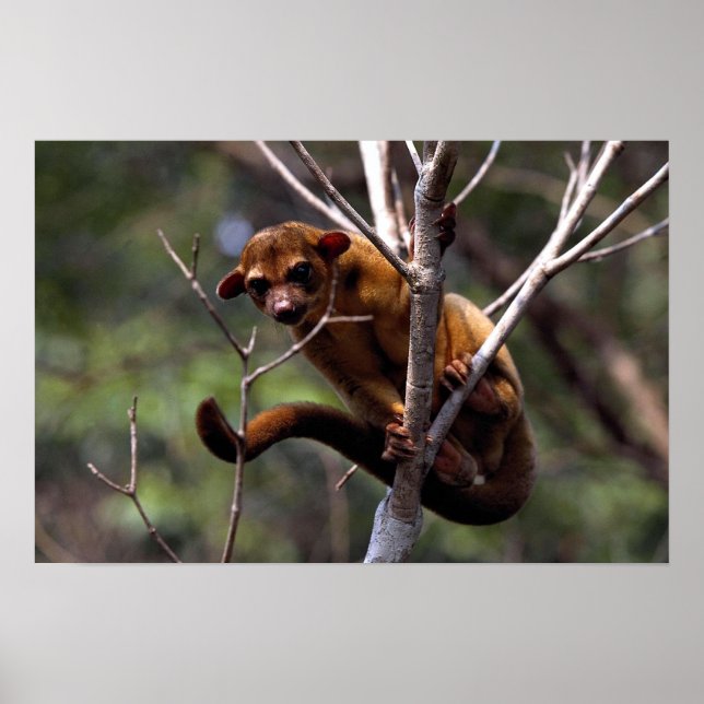 Kinkajou (Potos flavus) Poster (Front)