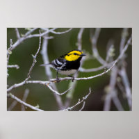 Kinney County, Texas. Golden-cheeked Warbler