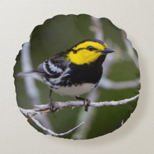 Kinney County, Texas. Golden-cheeked Warbler Round Cushion