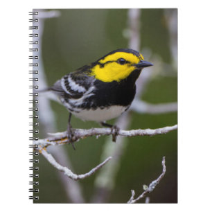Kinney County, Texas. Golden-cheeked Warbler Spiral Notebook
