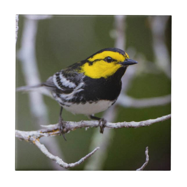 Kinney County, Texas. Golden-cheeked Warbler Tile (Front)