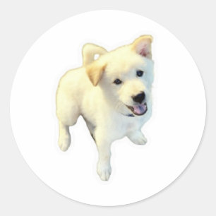 Kintamani Dog Standing Full Body Art - Iconic Bali Classic Round Sticker