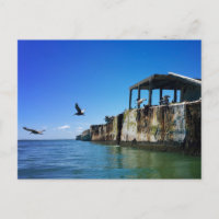 kiptopeke concrete ships and seagulls