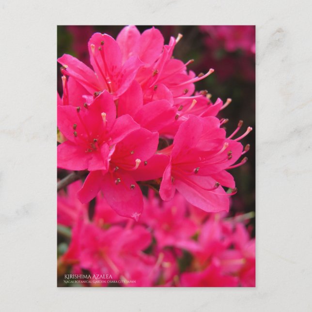 Kirishima Azalea Postcard (Front)