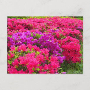 Kirishima Azalea:Postcard Postcard