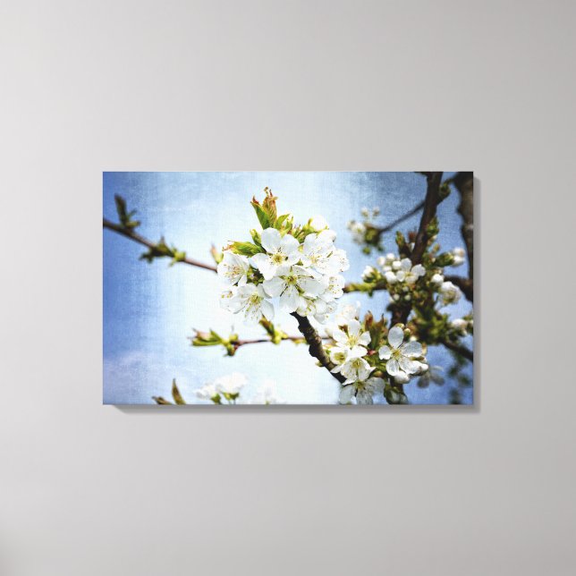 Kirschblüte Canvas Print (Front)