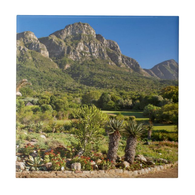 Kirstenbosch Botanic Gardens, Cape Town Tile (Front)