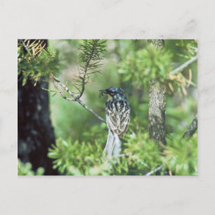 Kirtland's Warbler Postcard
