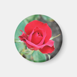 Kiss from a Red Rose Magnet