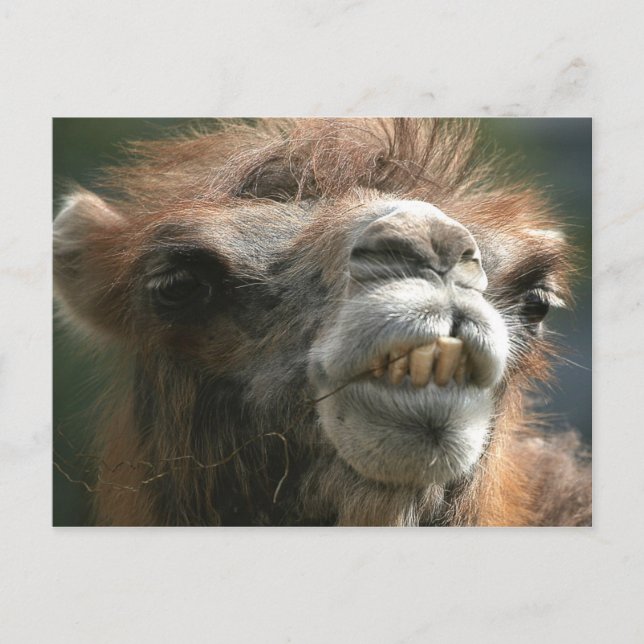 Kiss Kiss Postcard (Front)