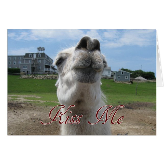 Kiss Me Llama Close-up (Front Horizontal)