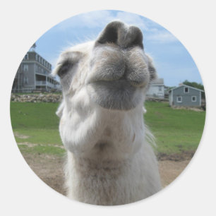 Kiss Me Llama Close-up Classic Round Sticker