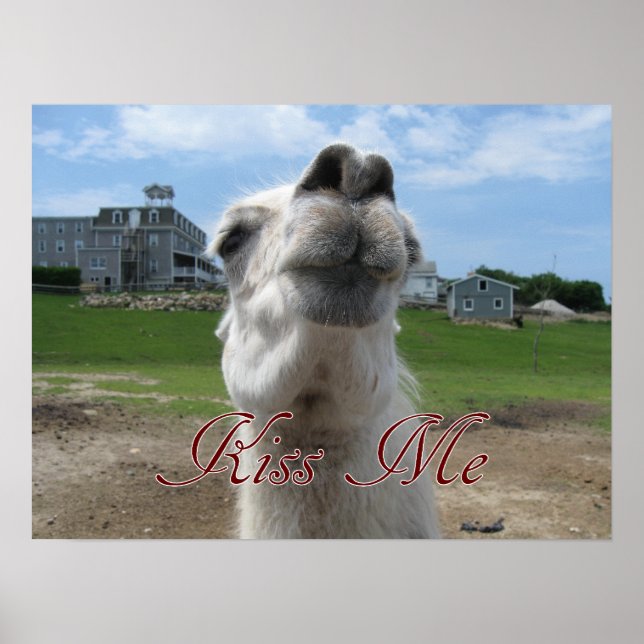 Kiss Me Llama Close-up Poster (Front)