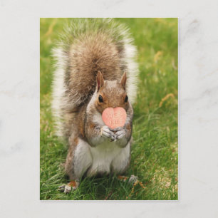kiss me squirrel postcard