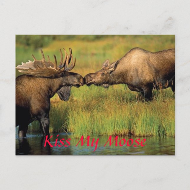 kiss my moose, Kiss My Moose Postcard (Front)