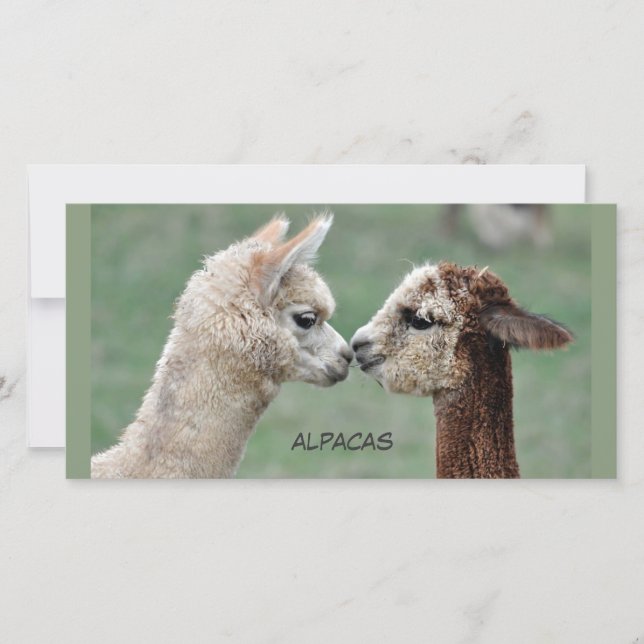 Kissing Alpacas photocard (Front)