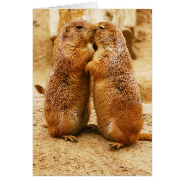 Kissing Black Tailed Prairie Dogs (Front)