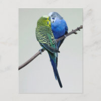 Kissing Budgies