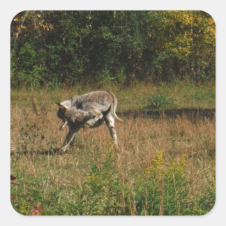 Kissing Butt Donkey Square Sticker
