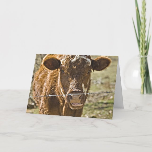 Kissing Cow Birthday Card (Front)