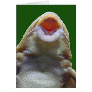 Kissing Fish