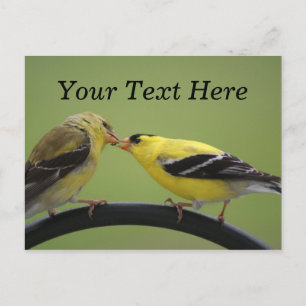Kissing Goldfinches Postcard