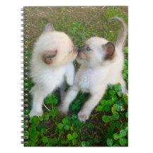 kissing kittens in clover