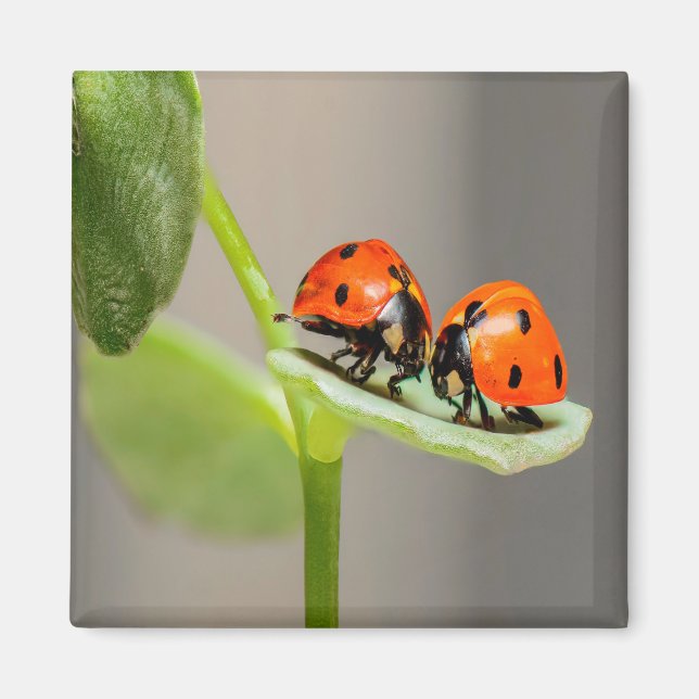 Kissing Ladybugs Magnet (Front)