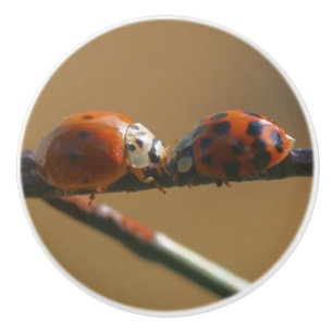 Kissing Ladybugs On A Wire Fence Close Up Ceramic Knob