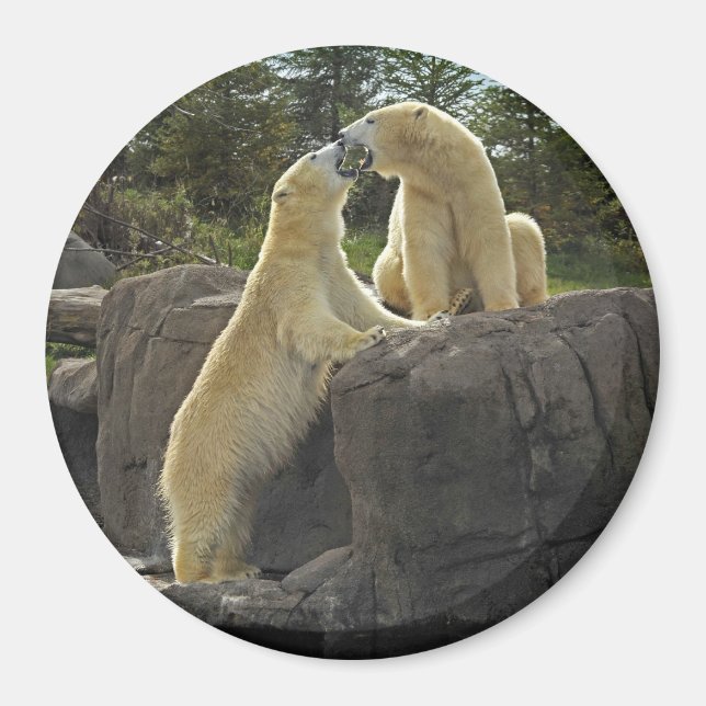 Kissing Polar Bears Magnet (Front)