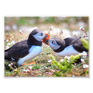 Kissing Puffins Print
