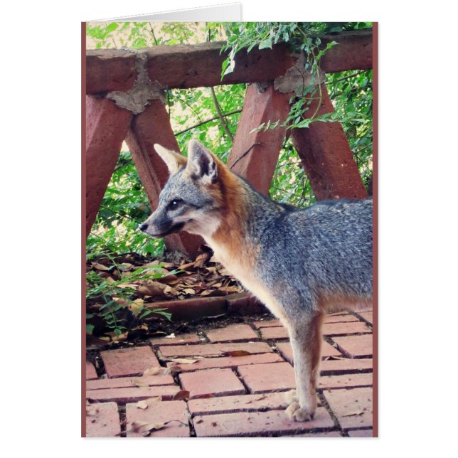 Kit Fox (Front)
