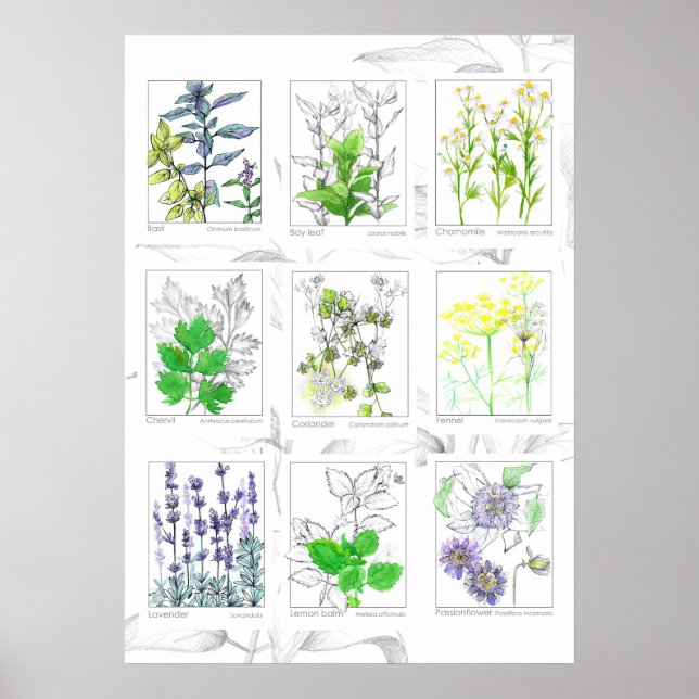Kitchen Herbs Botanical Art Medicinal Plants Poster (Front)