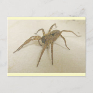 Kitchen Visitor Spider Postcard