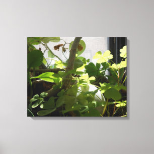 Kitchen Window Canvas Print