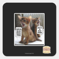 Kitteh carols