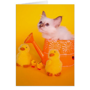 kitten