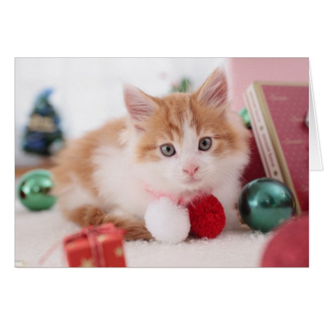 Kitten (Front Horizontal)