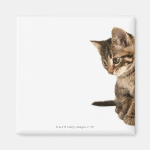 Kitten 2 magnet