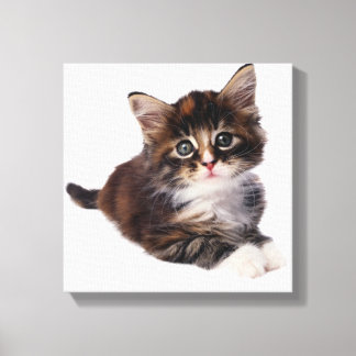 Kitten 3 canvas print