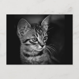 kitten-405331 BLACK WHITE kitten black white cat c Postcard