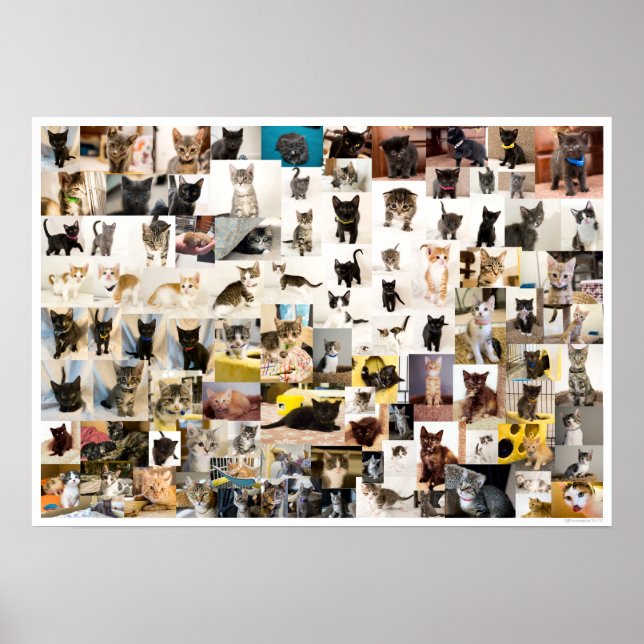 Kitten Academy 1 Year Poster (Front)