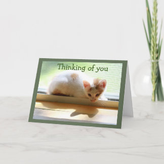 Kitten and Her Shadow in Sunny Window Card