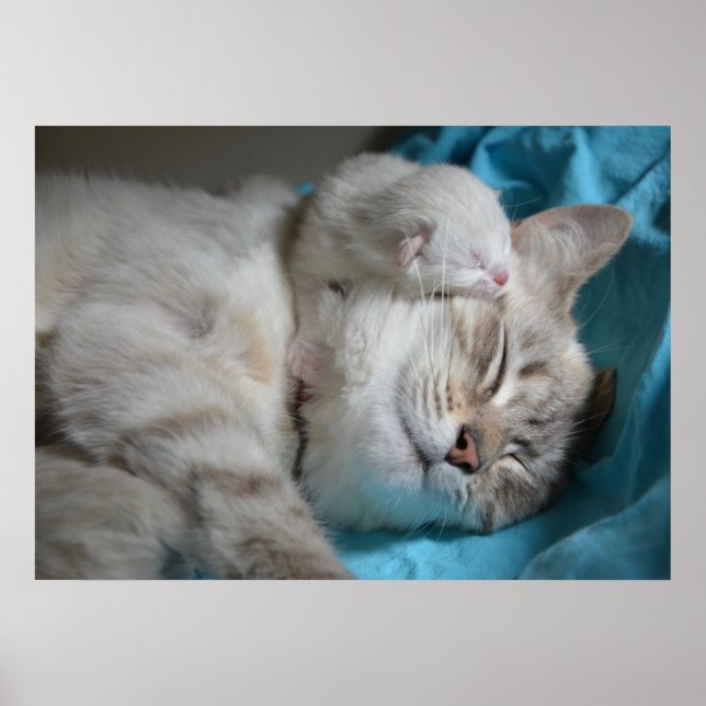 Kitten and mum poster (Front)