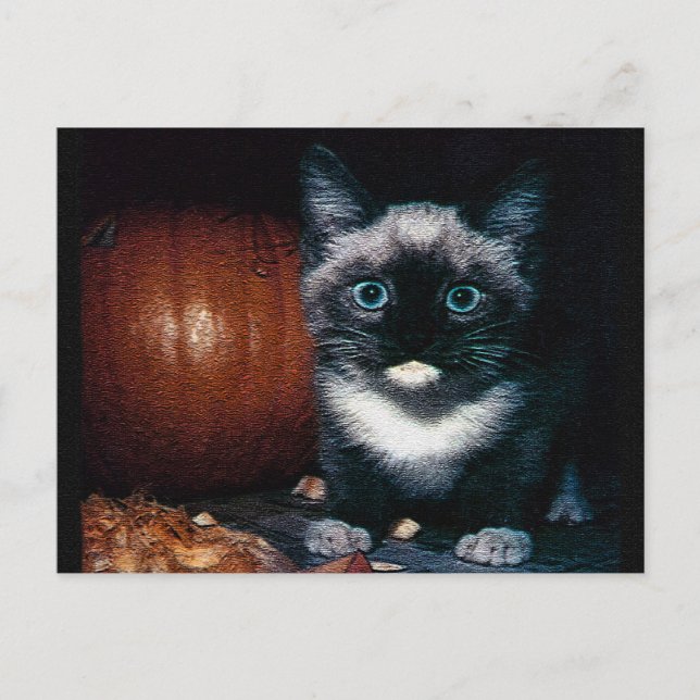 Kitten and Pumpkin for Halloween Postcard (Front)