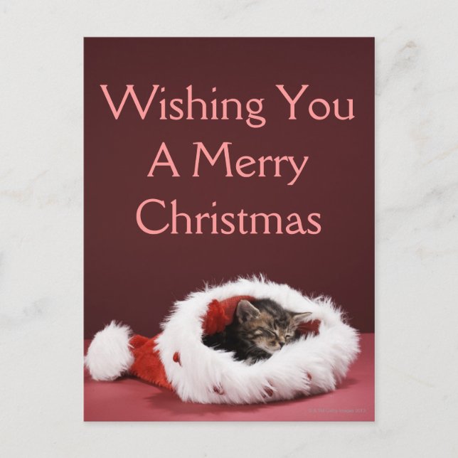 Kitten asleep in Christmas hat Holiday Postcard (Front)